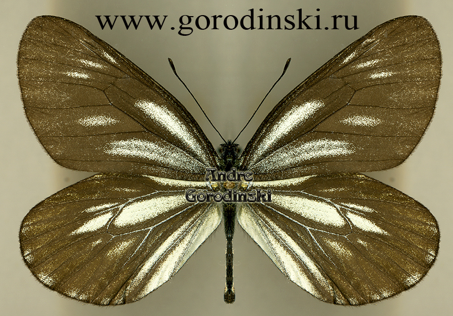 http://www.gorodinski.ru/pieridae/Aporia monbeigi meiliensis.jpg